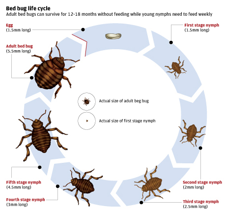 Size Of Bed Bugs Chart